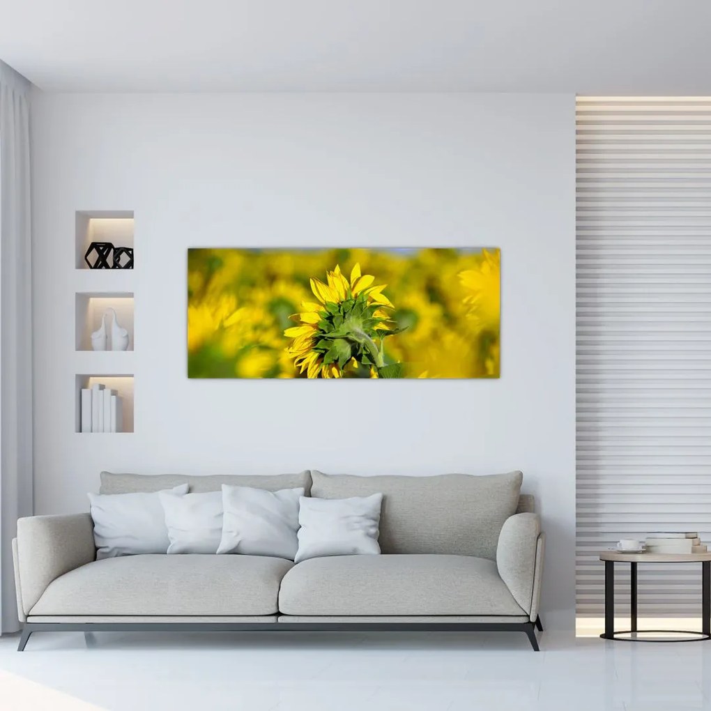 Tablou cu floarea soarelui (120x50 cm)