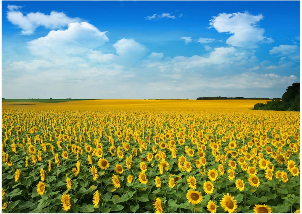 Tablou pe sticlă - câmp cu floarea soarelui (70x50 cm)