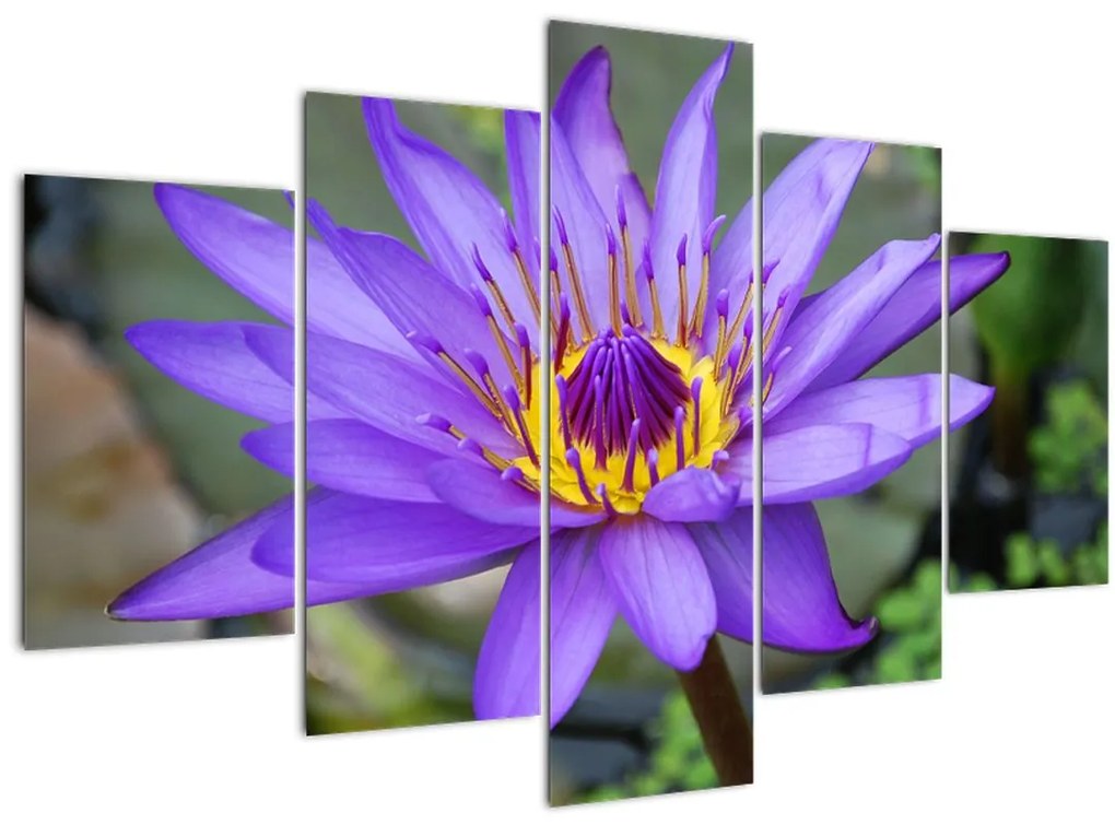 Tablou - Floare violet (150x105 cm)