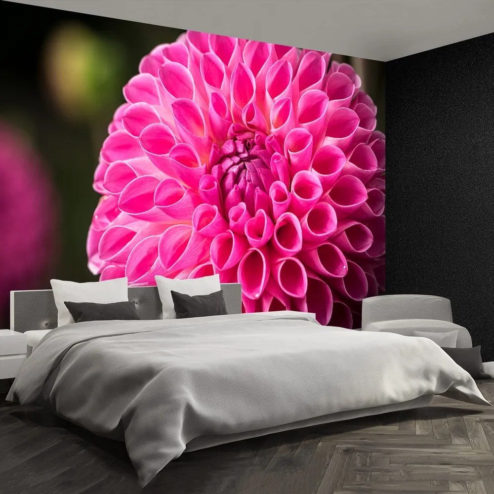 Fototapet Dahlia roz