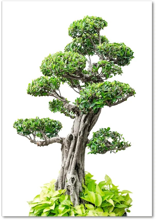Fotografie imprimată pe sticlă copac bonsai