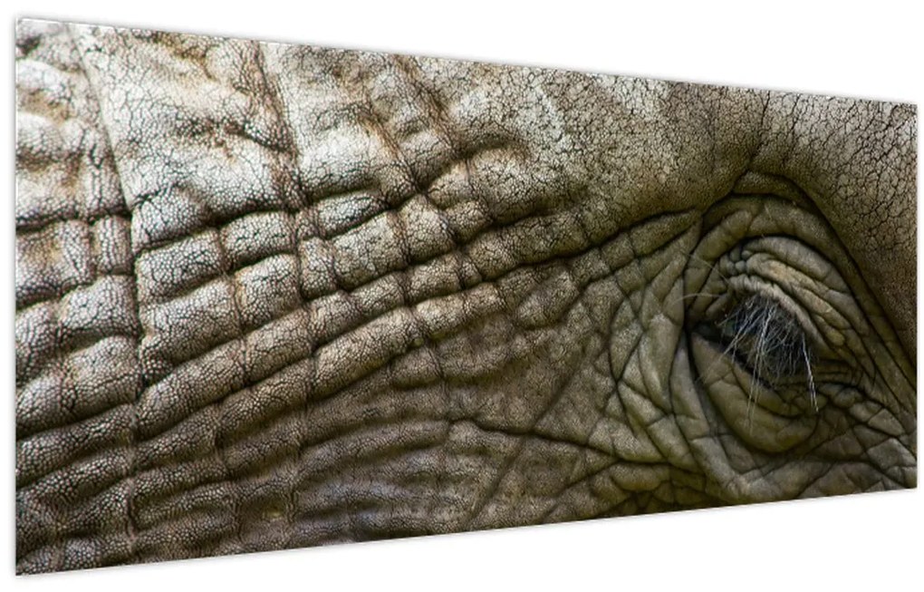 Tablou - Prim-planul ochiului de elefant vechi (120x50 cm)