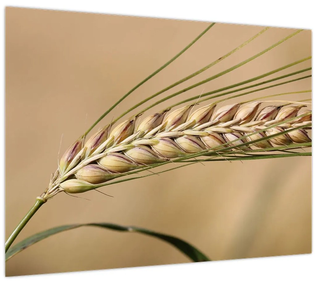 Tablou - Grâu (70x50 cm)