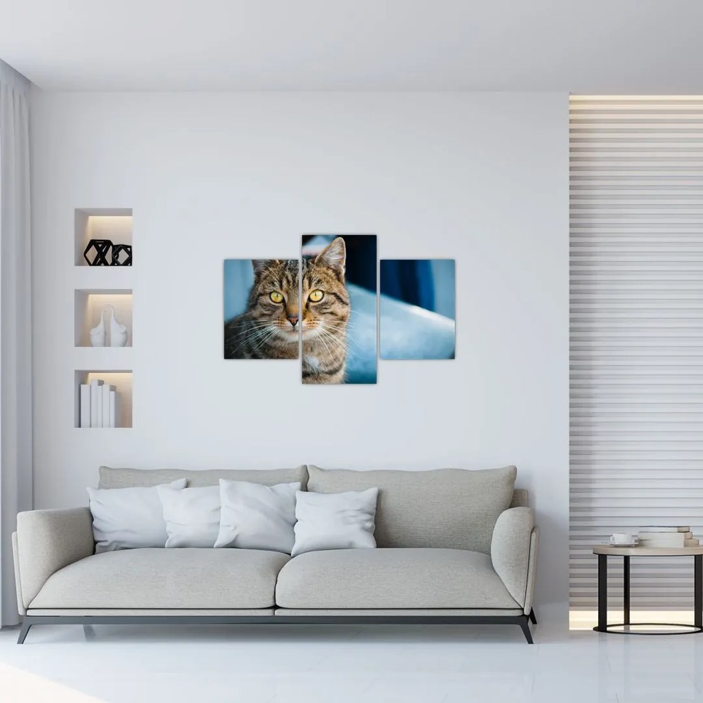 Tablou - Pisica domestică (90x60 cm)
