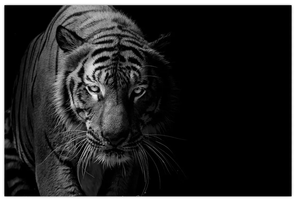 Tablou - Tigru sălbatic (90x60 cm)