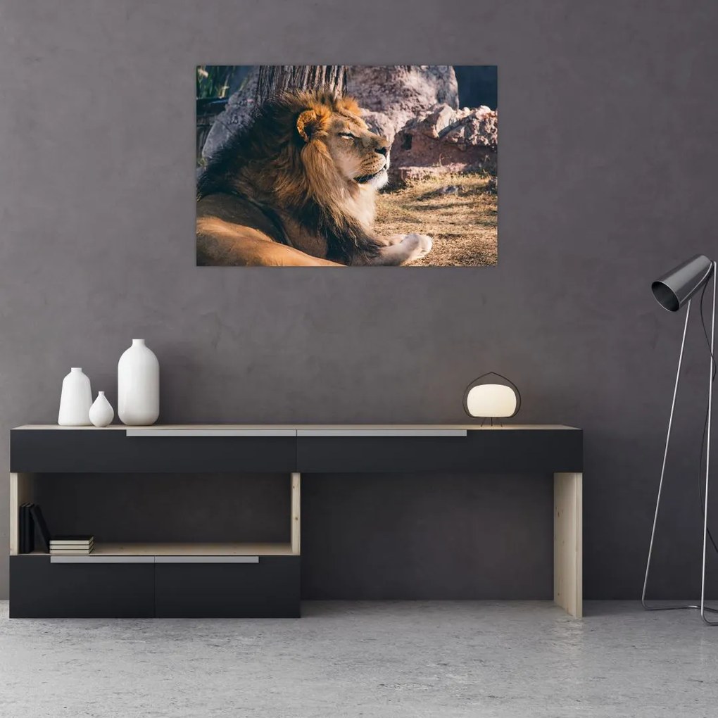 Tablou cu leul dormind (90x60 cm)