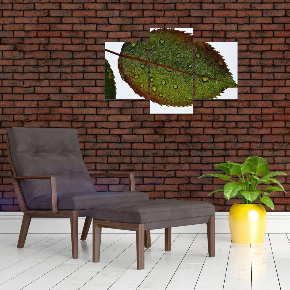 Tablou - Frunze de trandafir (90x60 cm)