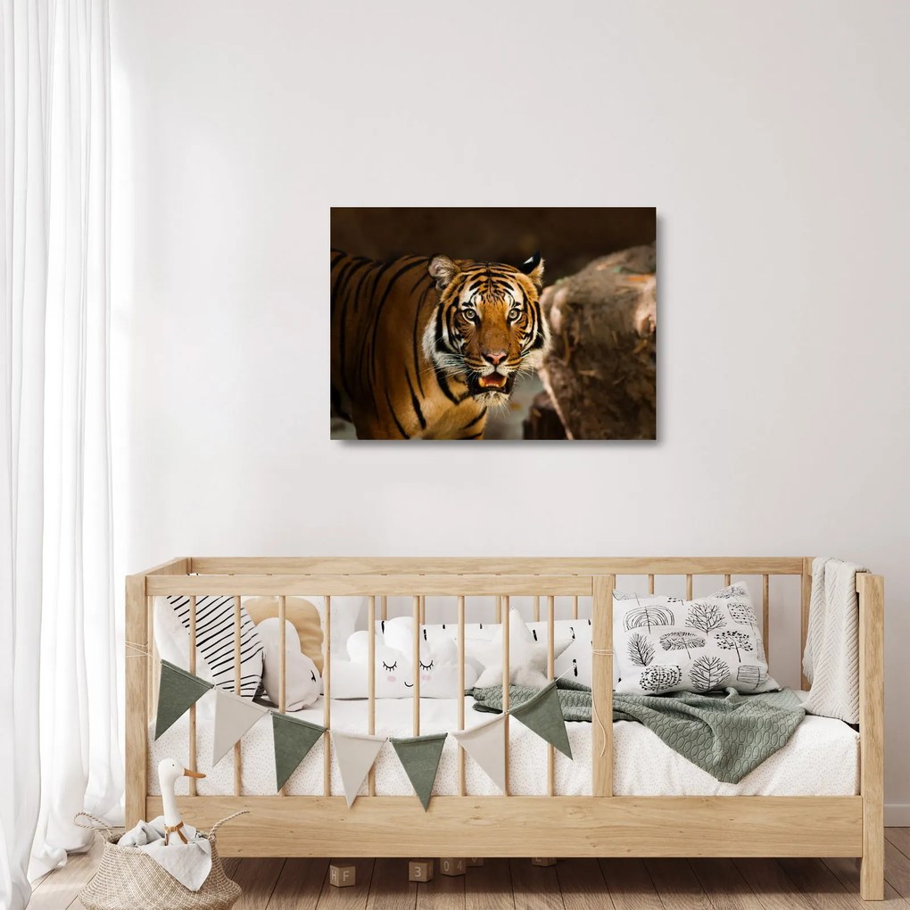 Tablou pe sticlă cu tigrul (70x50 cm)