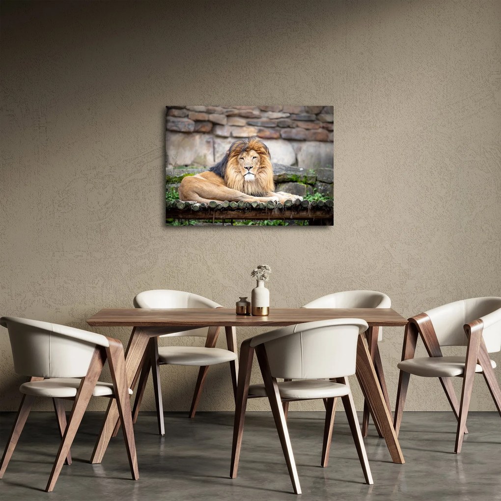 Tablou cu leu (70x50 cm)
