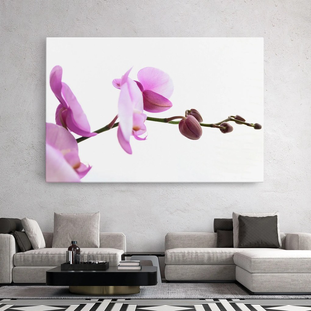 Tablou Canvas, 70x100cm, Dormitor si Living, Flori, Orhidee, Purple Orchid On White