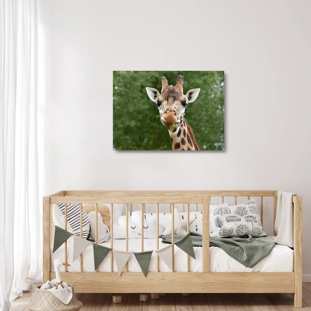 Tablou pe sticlă cu girafa (70x50 cm)