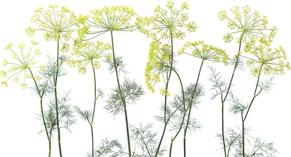Fototapet, Crown Of Dill, Rebel Walls