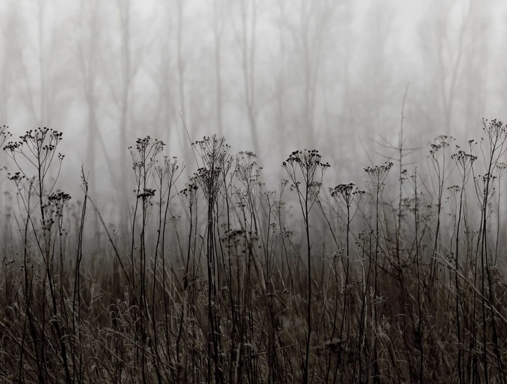 Tapet Autumn Haze, Black &amp; White, Rebel Walls