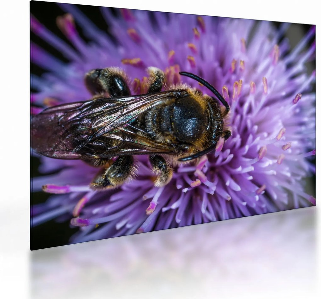 Tablou pe sticlă cu albina pe floare (70x50 cm)
