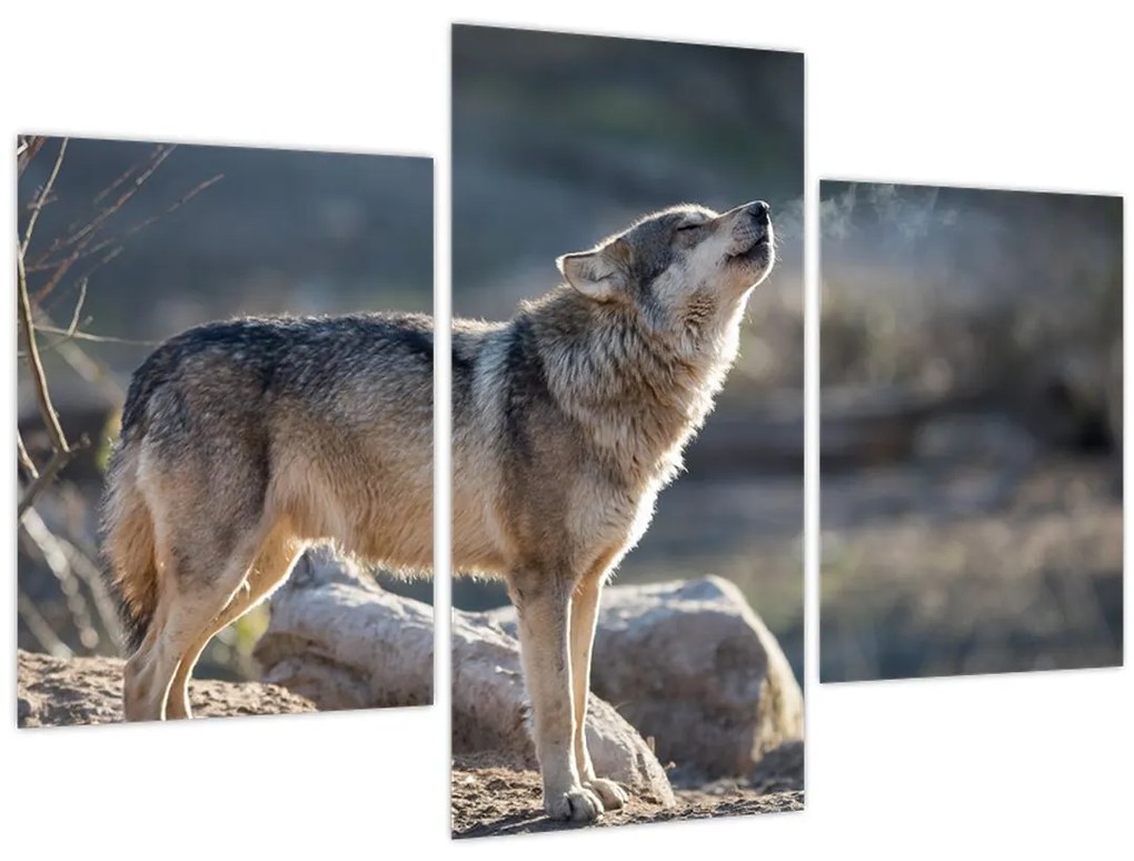 Tablou - Lupul urlător (90x60 cm)