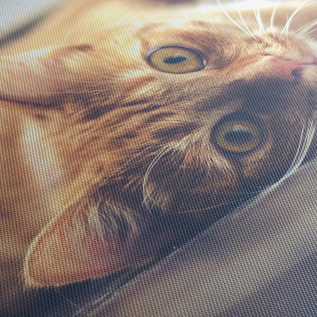 Tablou - Pisici pe podea (90x60 cm)