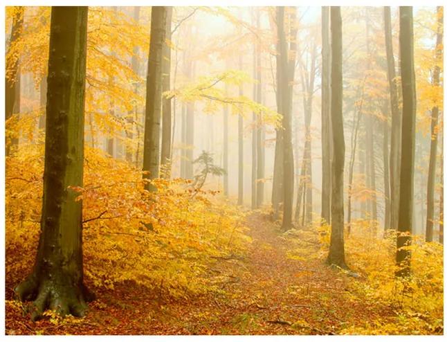 Fototapet - forest - autumn