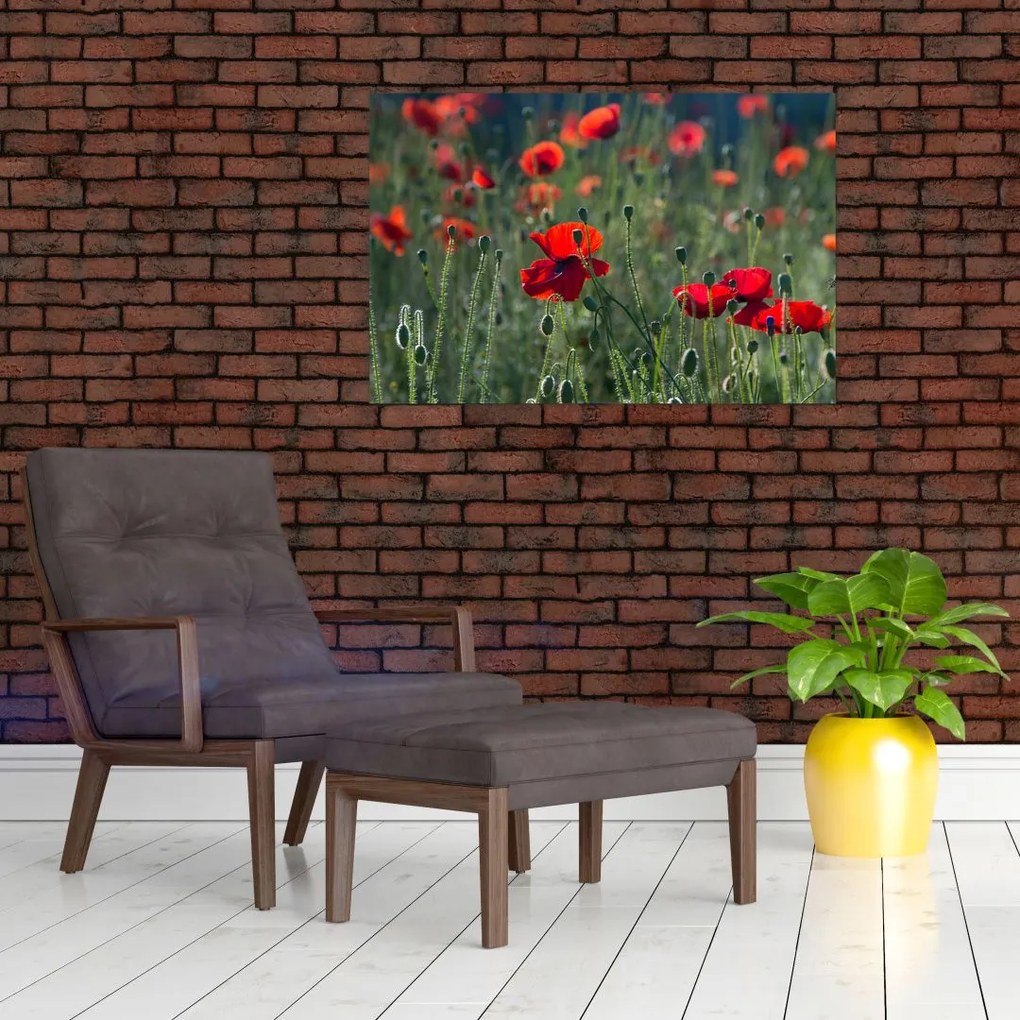Tablou - Lunca cu maci (90x60 cm)