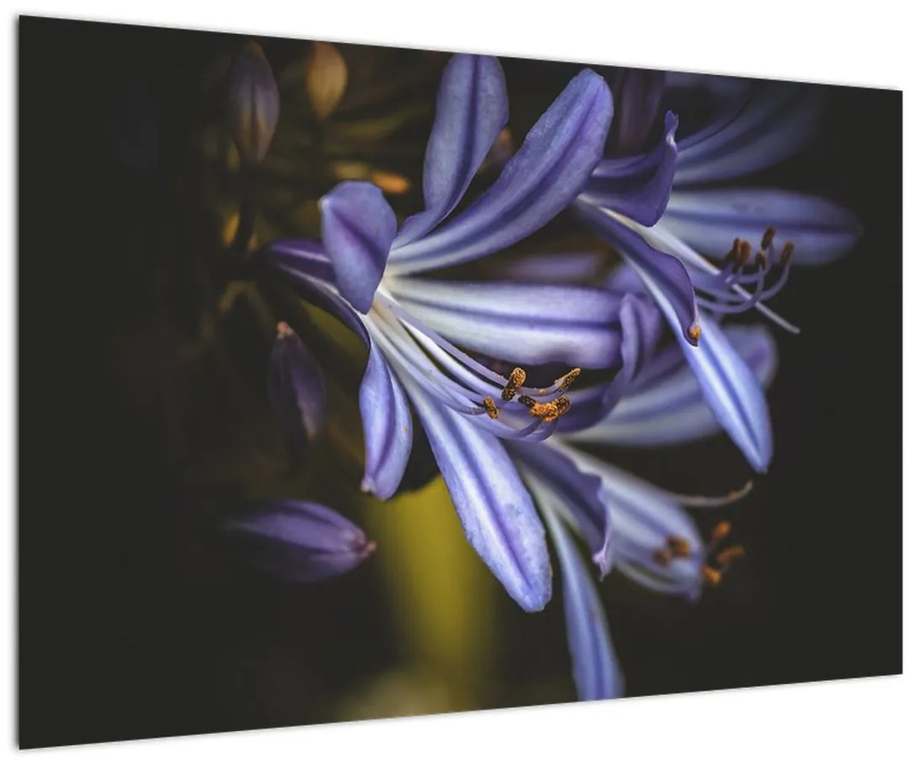 Tablou - Lila (90x60 cm)