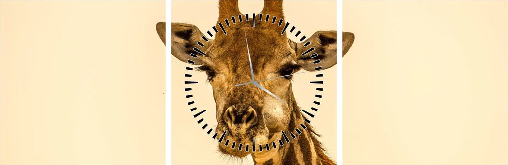 Tablou cu girafe (cu ceas) (90x30 cm)