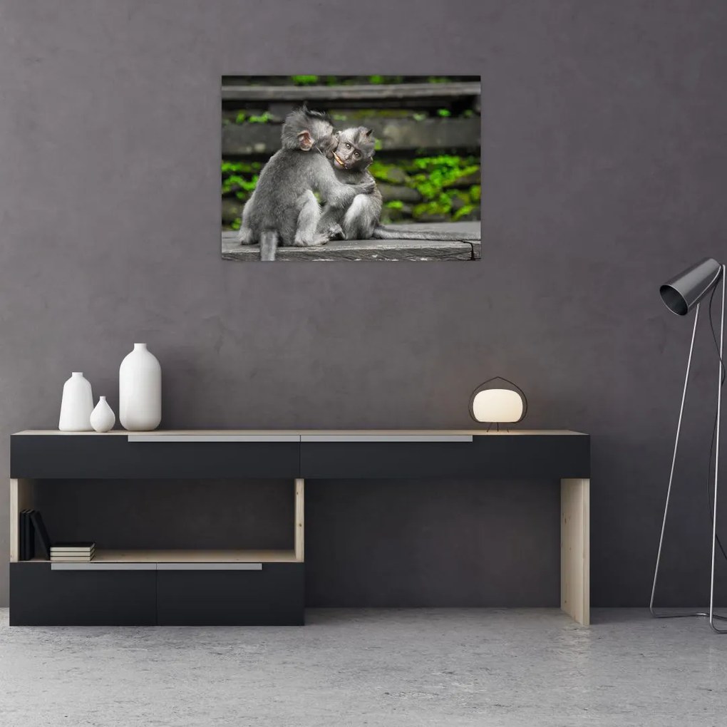 Tablou - maimuțica (70x50 cm)