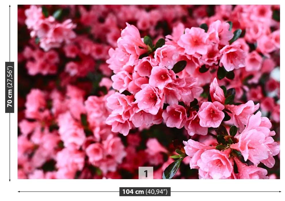 Fototapet roz Rhododendron
