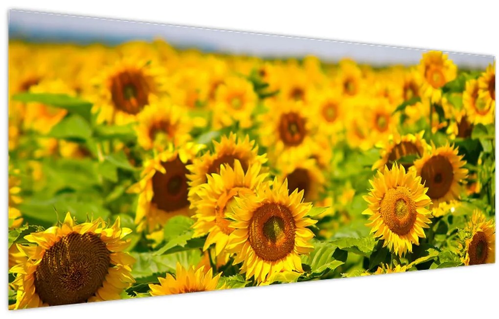 Tablou - Floarea-soarelui (120x50 cm)