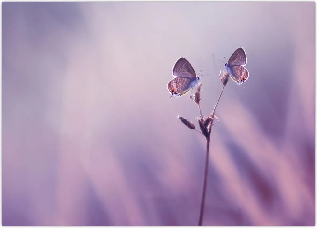 Tablou - Fluturi mov (70x50 cm)