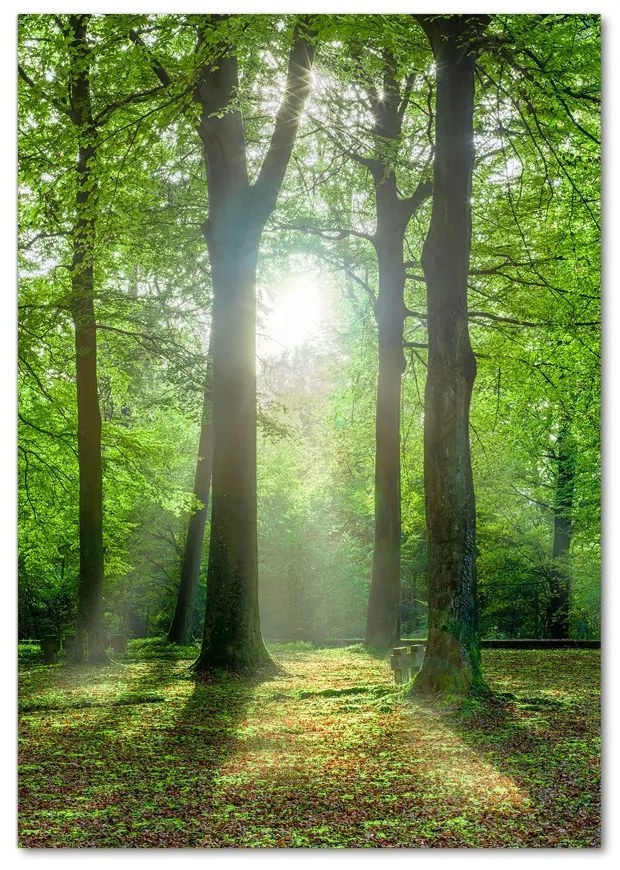 Fotografie imprimată pe sticlă Soare în pădure