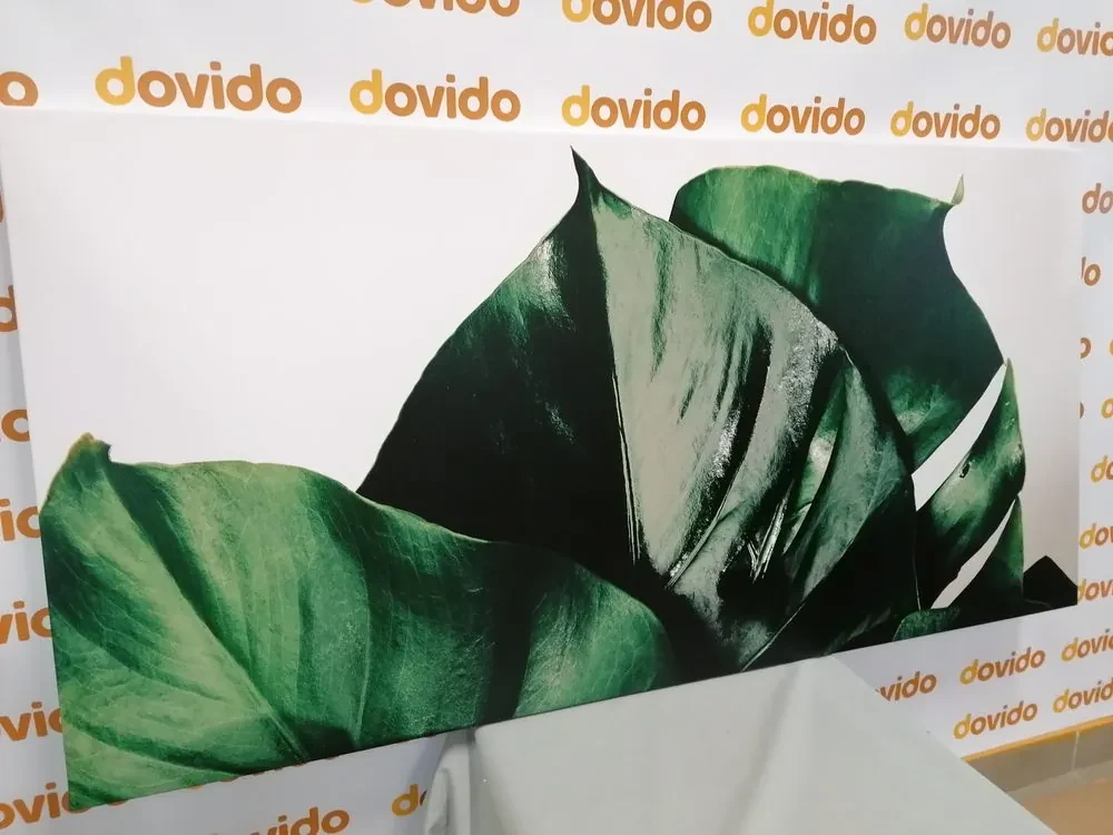 Tablou frunză de philodendron