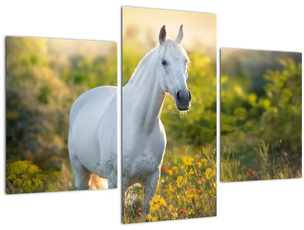 Tablou - Cal alb în poină (90x60 cm)