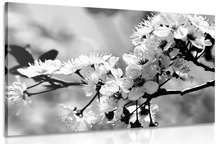Tablou floare de cires alb-negru