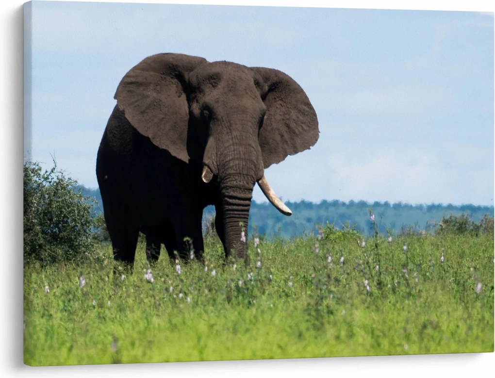 Tablou cu elefant (70x50 cm)