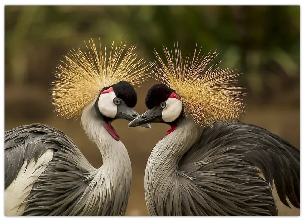 Tablou cu păsări (70x50 cm)