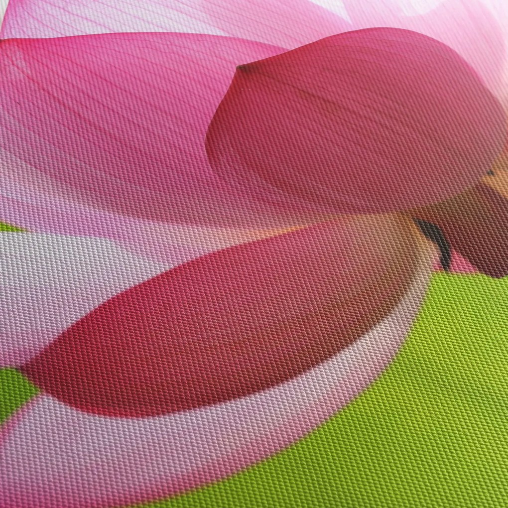 Tablou cu flori de lotus (70x50 cm)