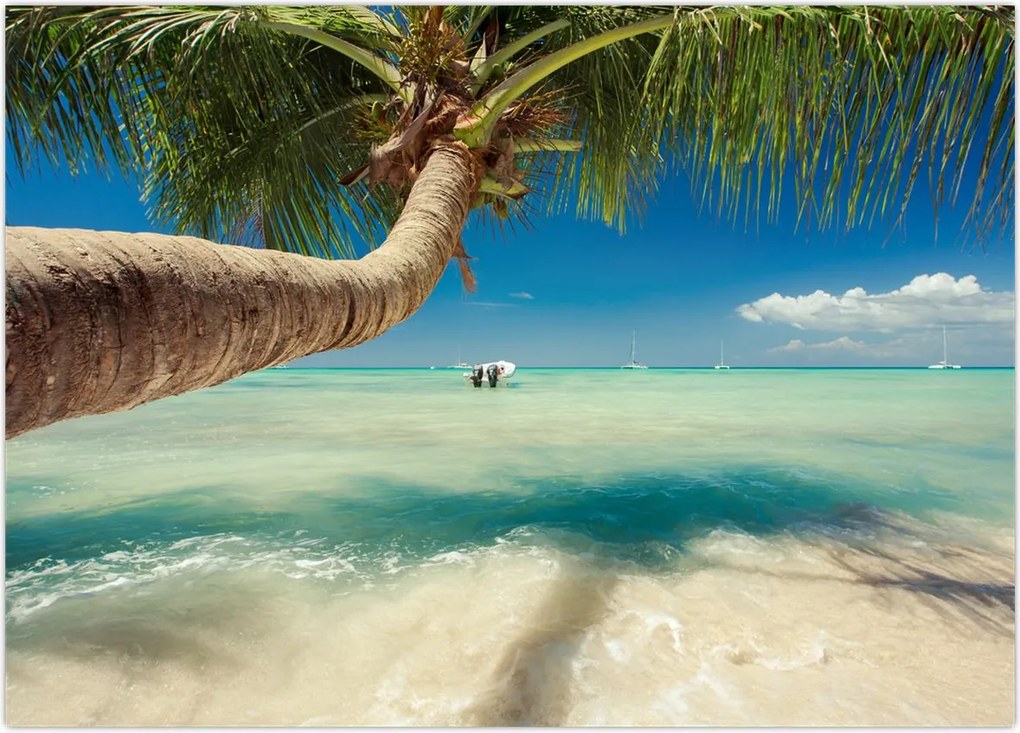 Tablou - Mare curată cu palmier (70x50 cm)