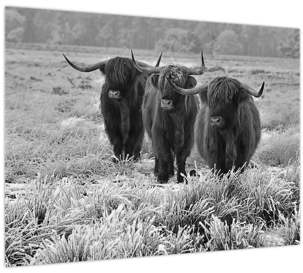 Tablou - Vaci scoțiene (70x50 cm)