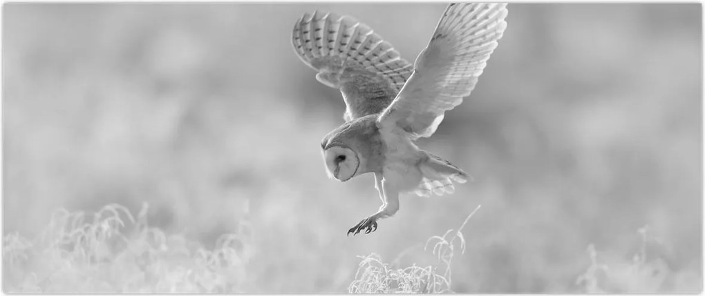 Tablou - Bufniță,alb-negru (120x50 cm)