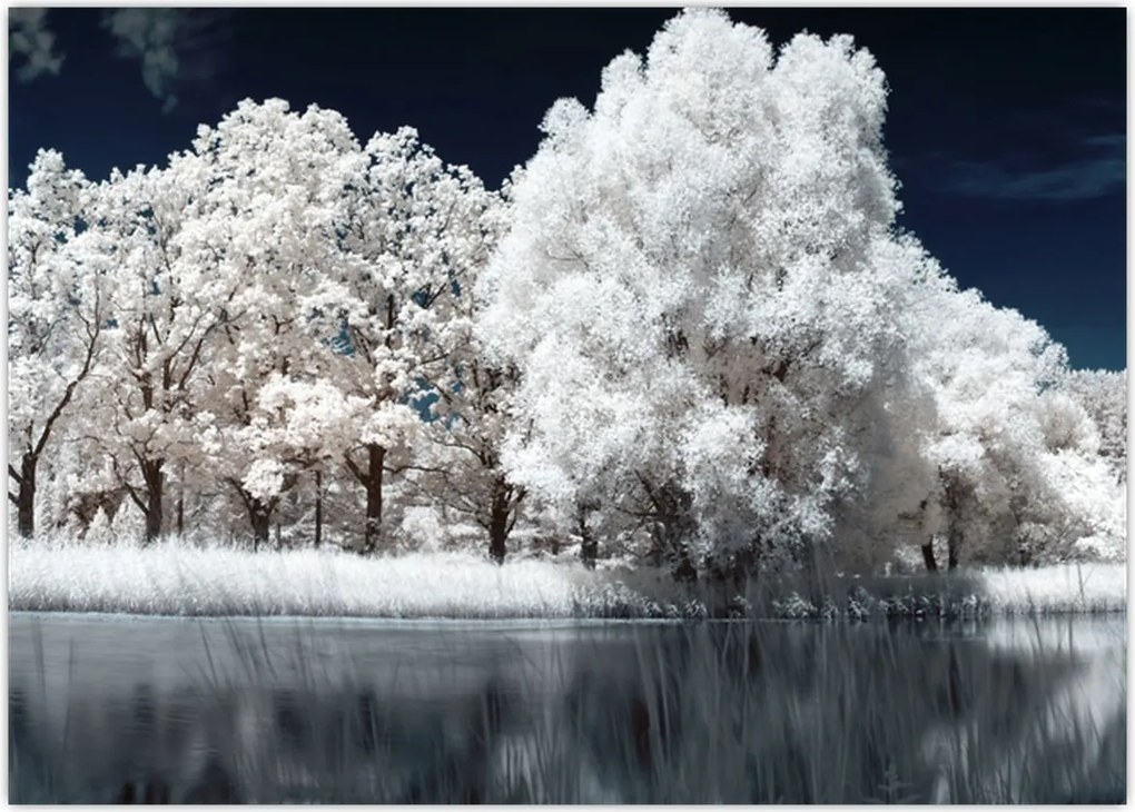 Tablou - Albă ca Zăpada Albă ca Zăpada Copaci (70x50 cm)