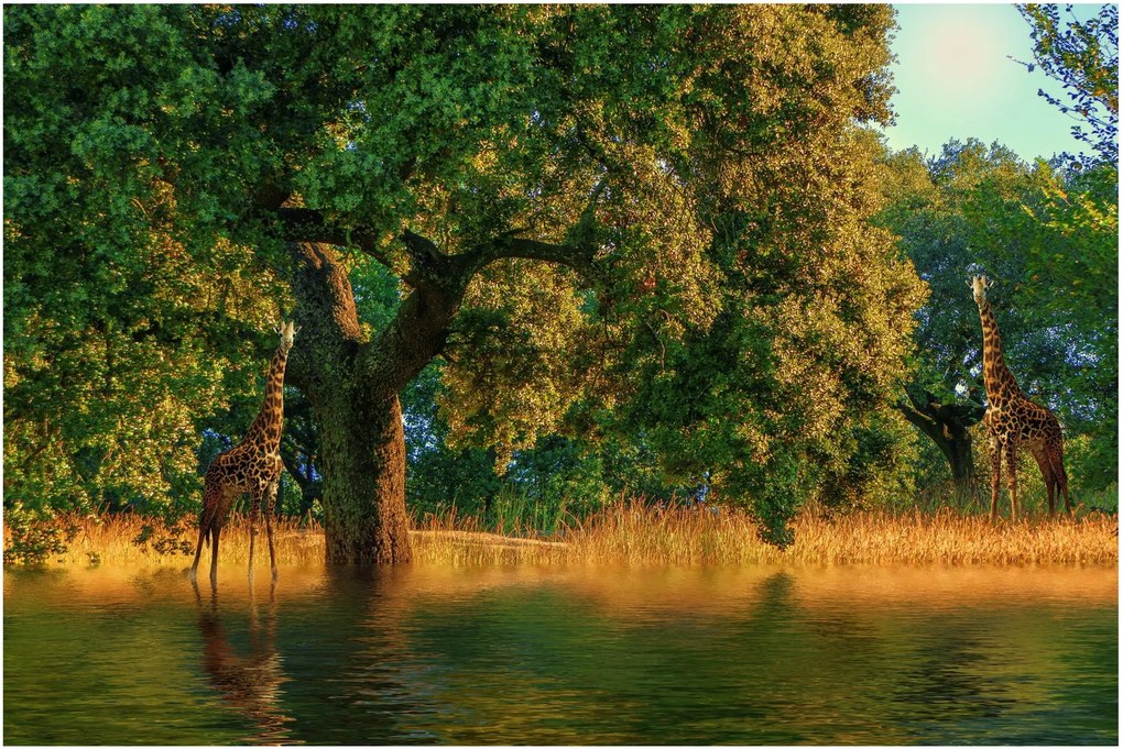 Tablou cu girafe în natură (90x60 cm)