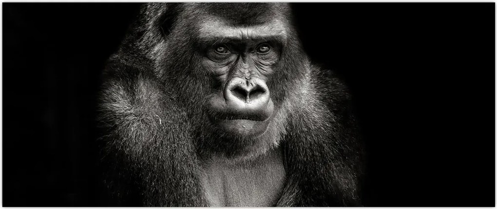 Tablou - Gorila (120x50 cm)