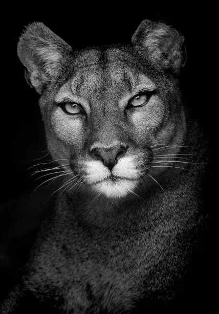 Fotografie Portrait of a Puma, Andy Smith