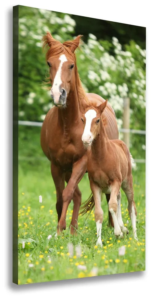 Tablou canvas Mare și mânz