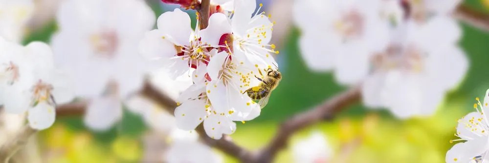 Tablou flori în pom primăvara