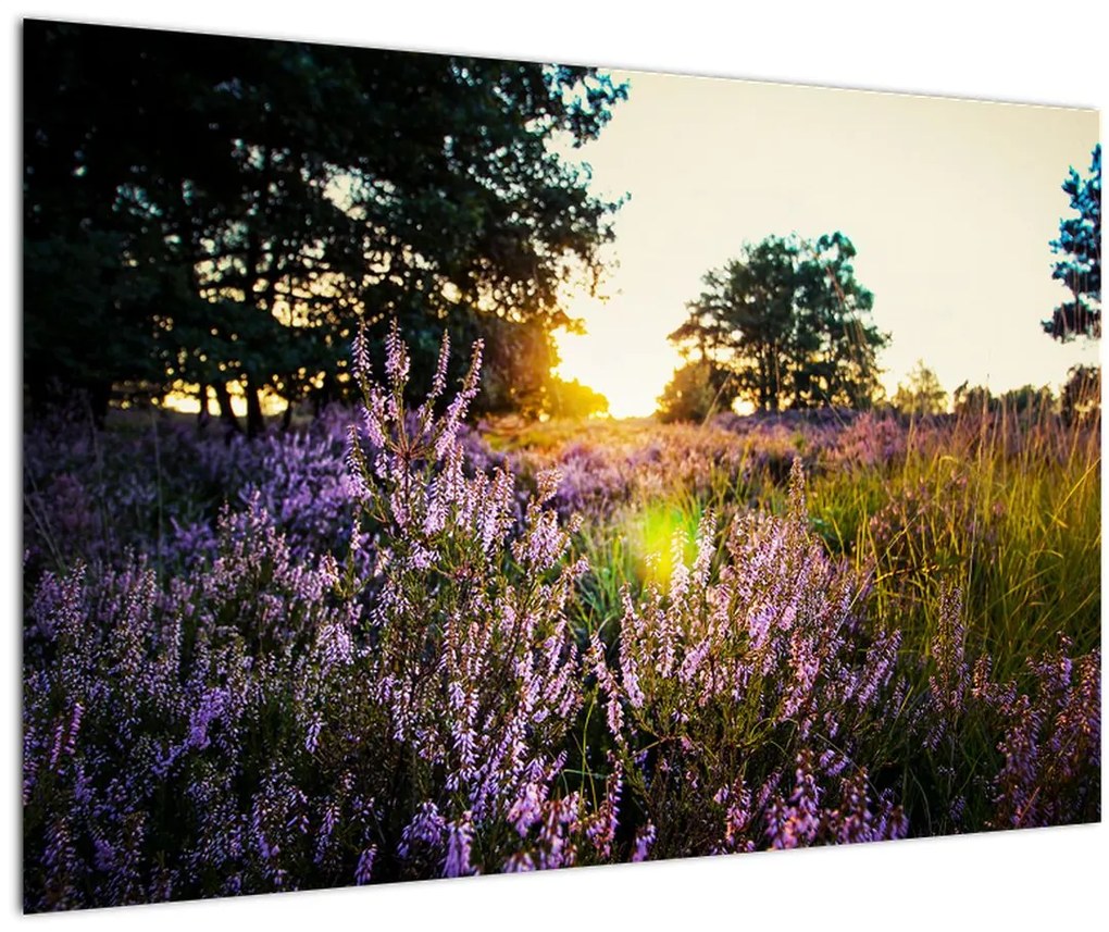 Tablou - Câmp cu lavandă (90x60 cm)