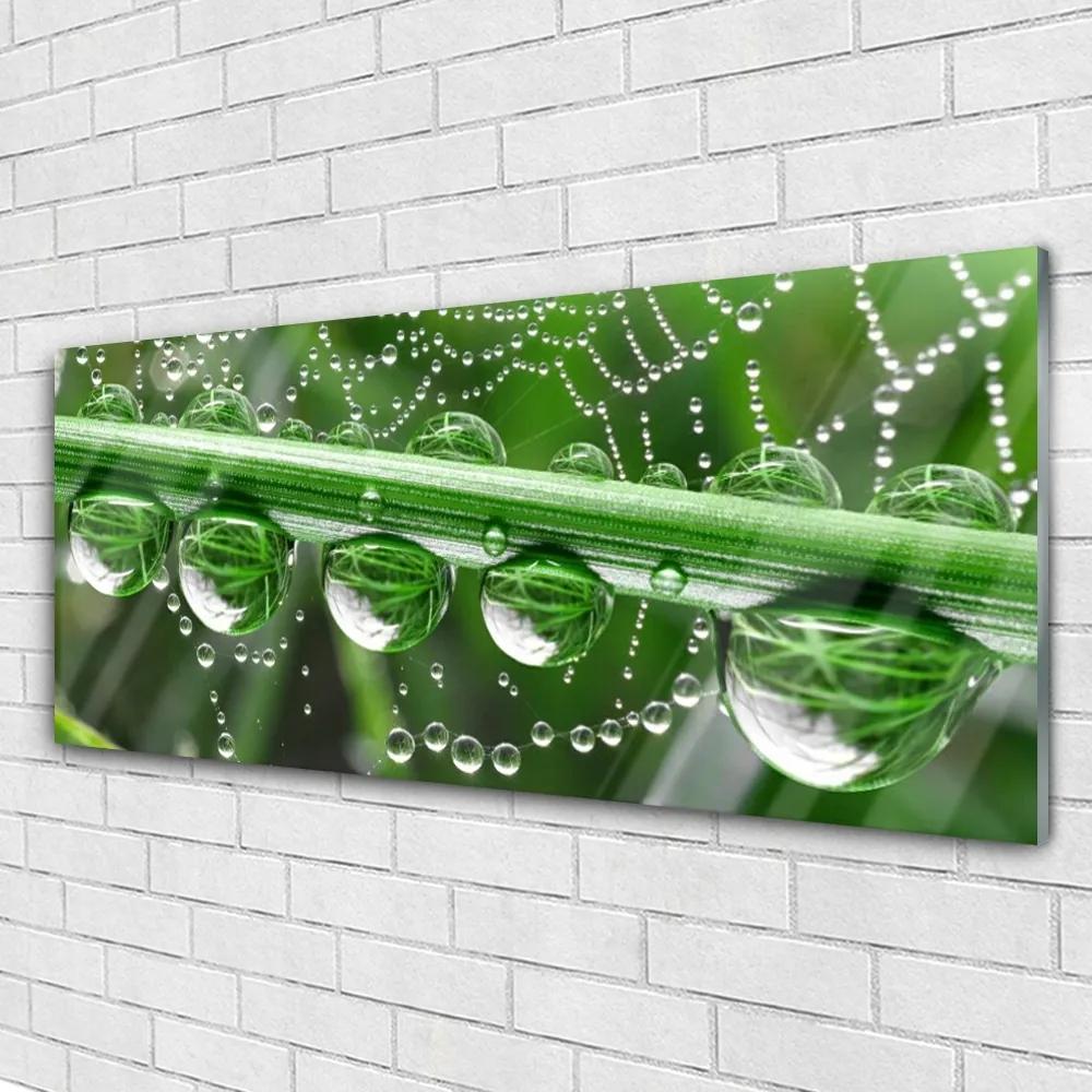 Tablouri acrilice Spider Web Dewdrops Floral alb