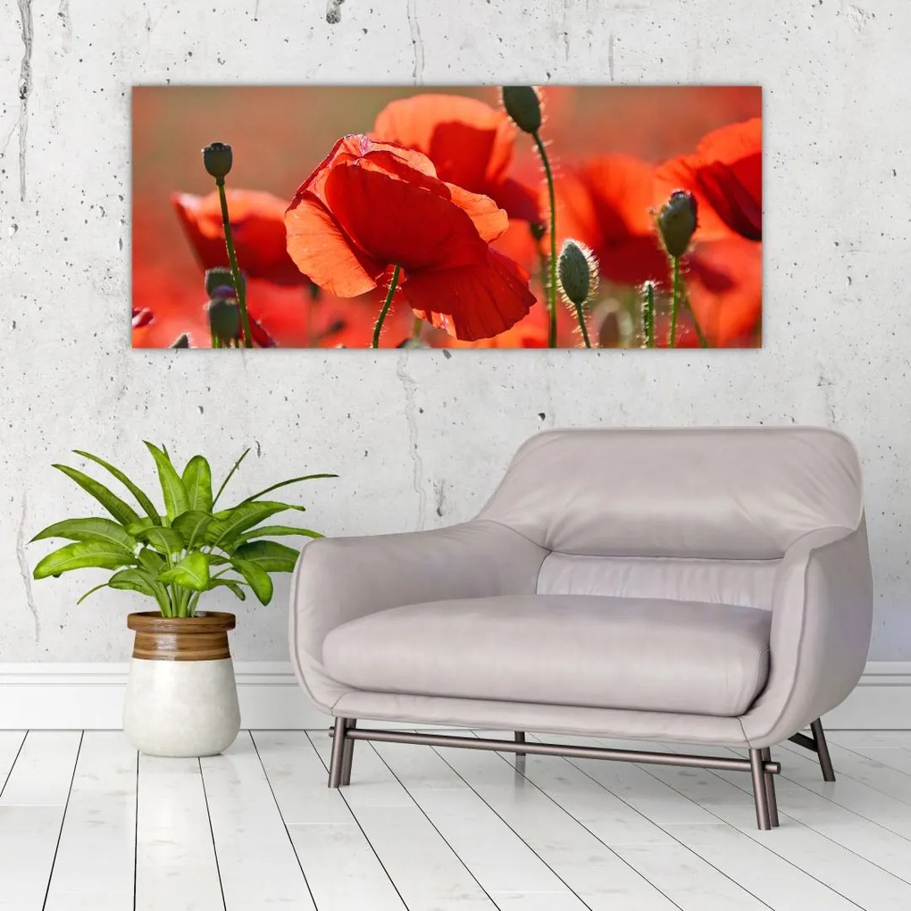 Tablou cu flori de maci (120x50 cm)