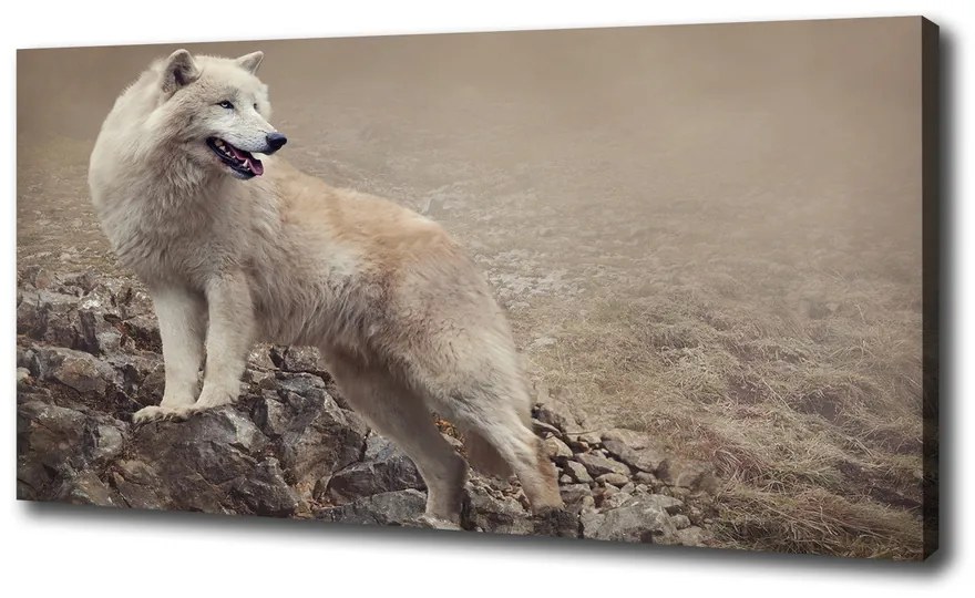 Tablou canvas Lup alb pe stâncă