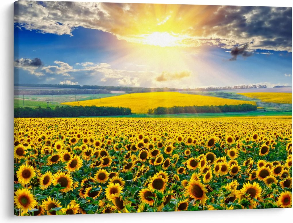 Tablou - Câmp cu floarea soarelui (70x50 cm)