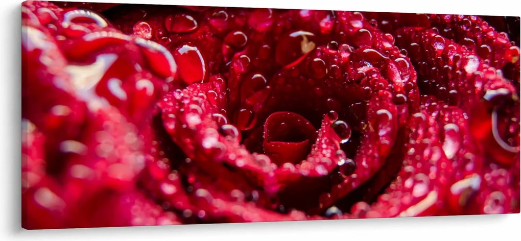 Tablou cu floarea trandafirului roșu (120x50 cm)